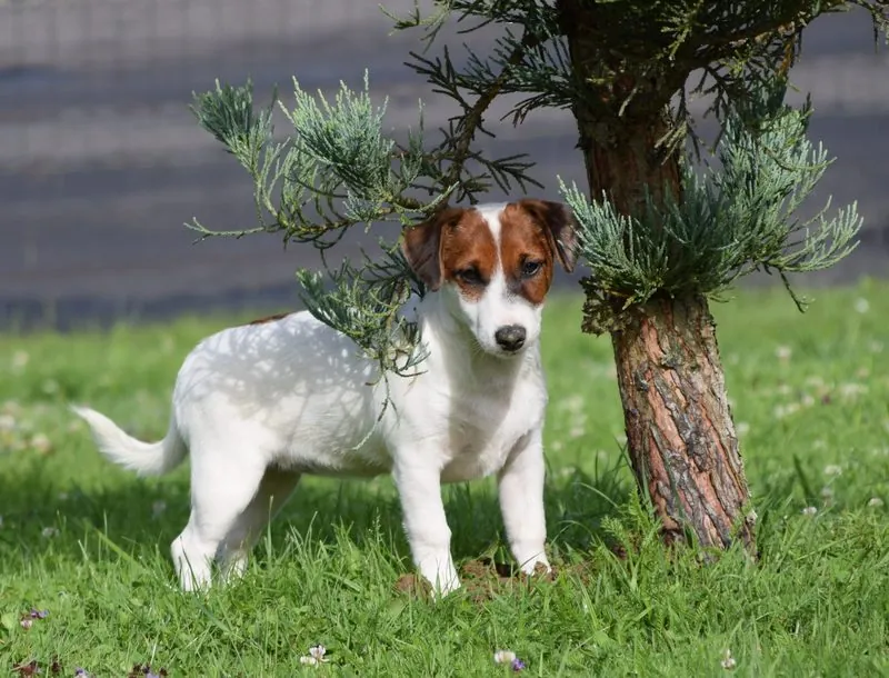 Ruby mit 4 Monaten unter dem Baum