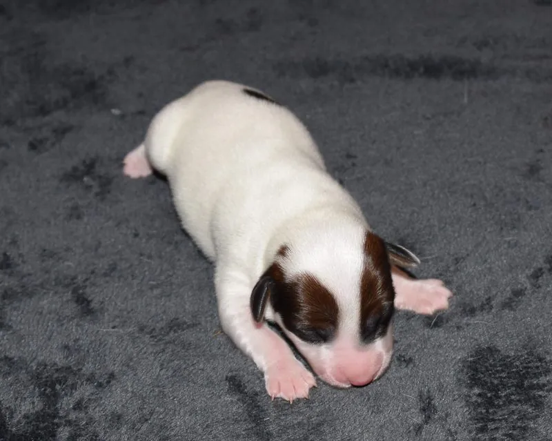 Ruby mit 4 Tagen