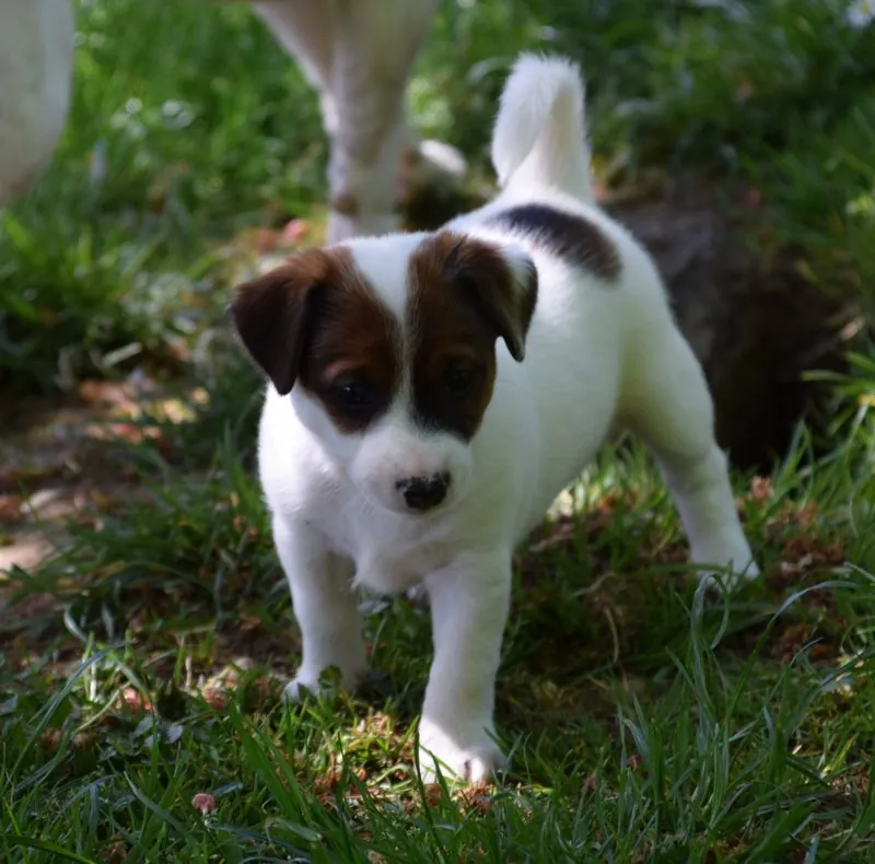 Ruby mit 6 Wochen