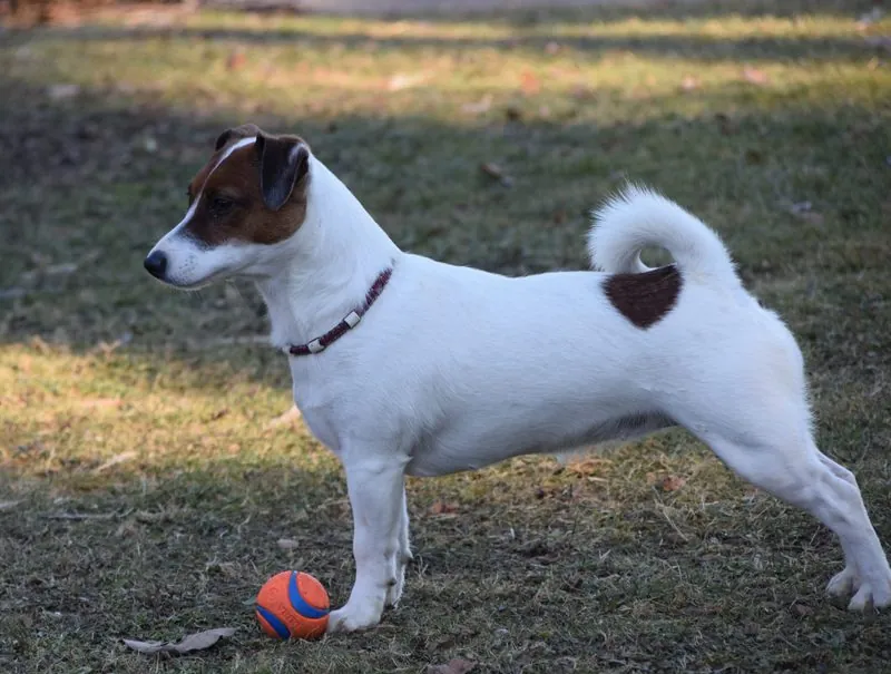 Ruby mit ihrem Ball