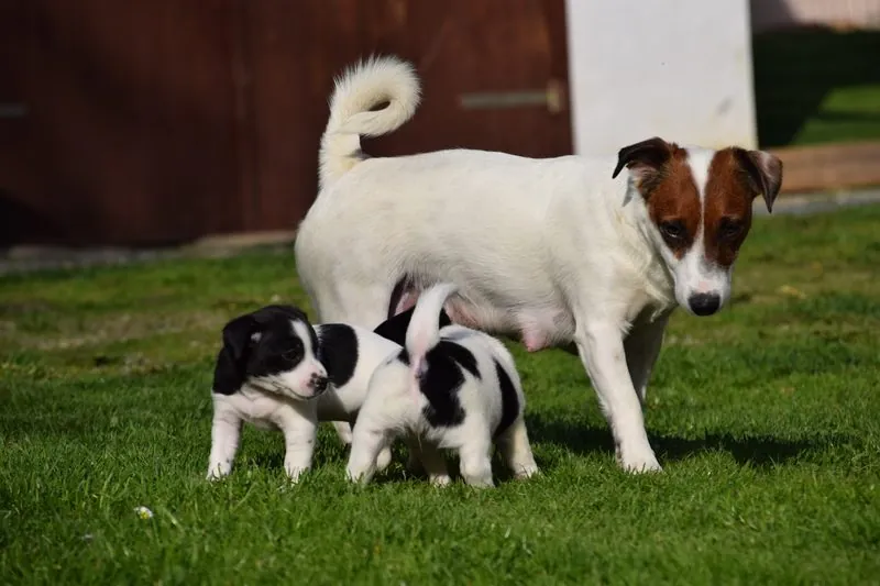 Ruby mit dem A-Wurf, sechs Wochen alt