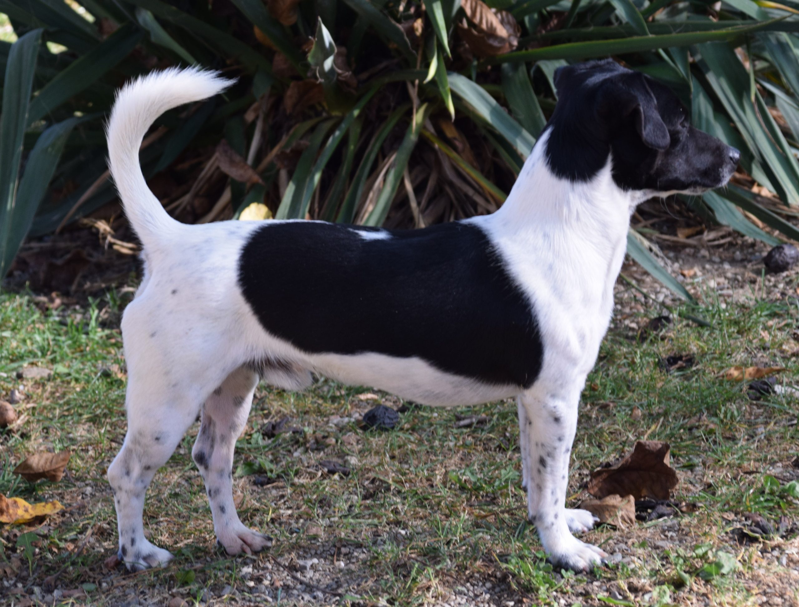 Rüde Rhett 14. Monate 1. Rüde Rhett 14. Monate 1.
