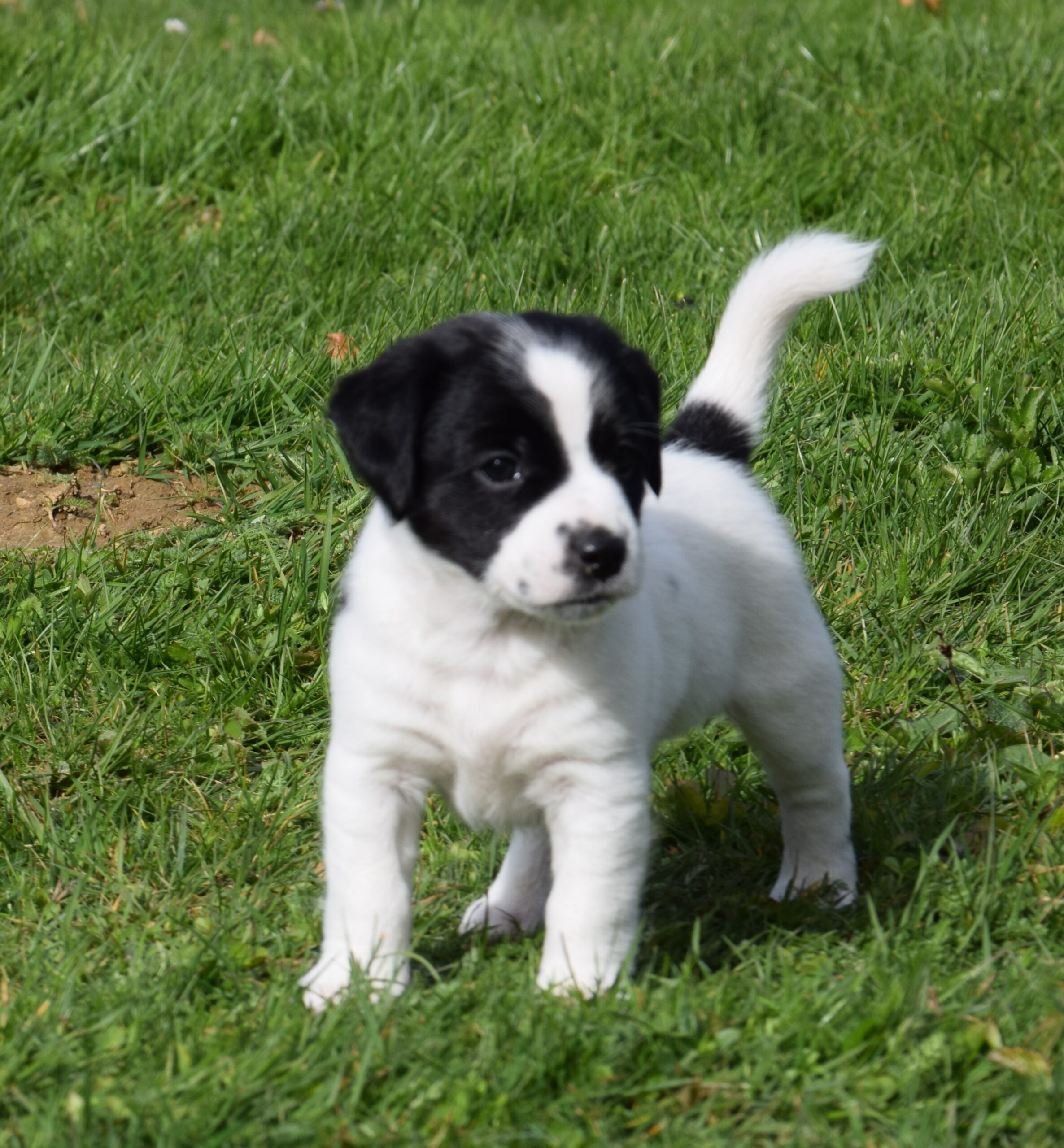 Rüde Benny (1) Rüde Benny (1)