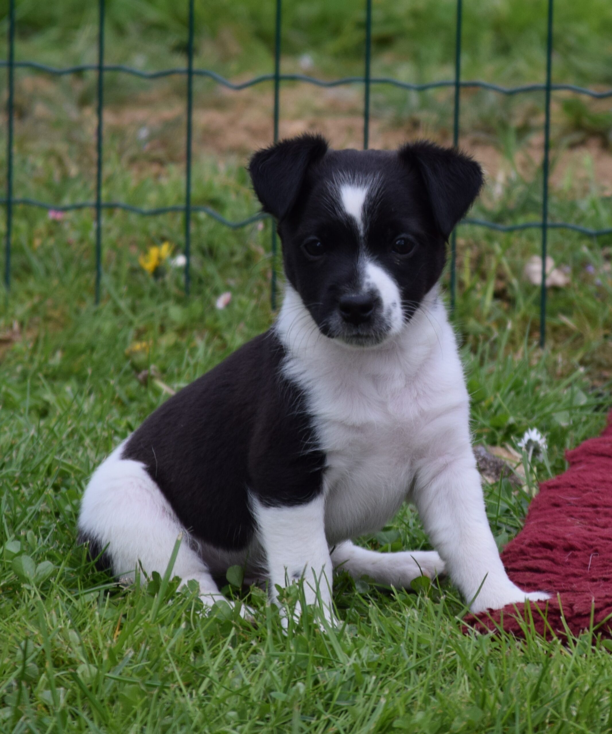 Rüde Blacky Rüde Blacky